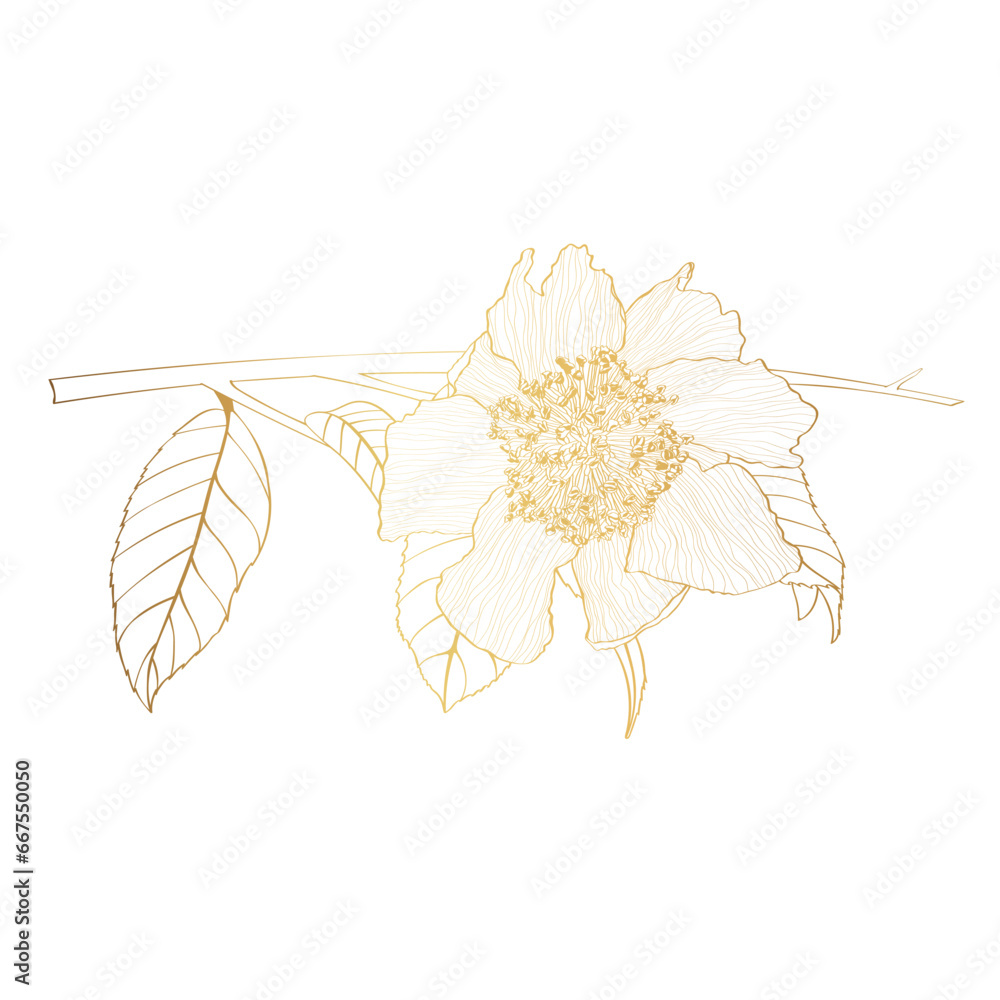Naklejka premium Line golden illustration of a beautiful camelia flower with leaves. Hand-drawn camellia branch with buds and leaves.