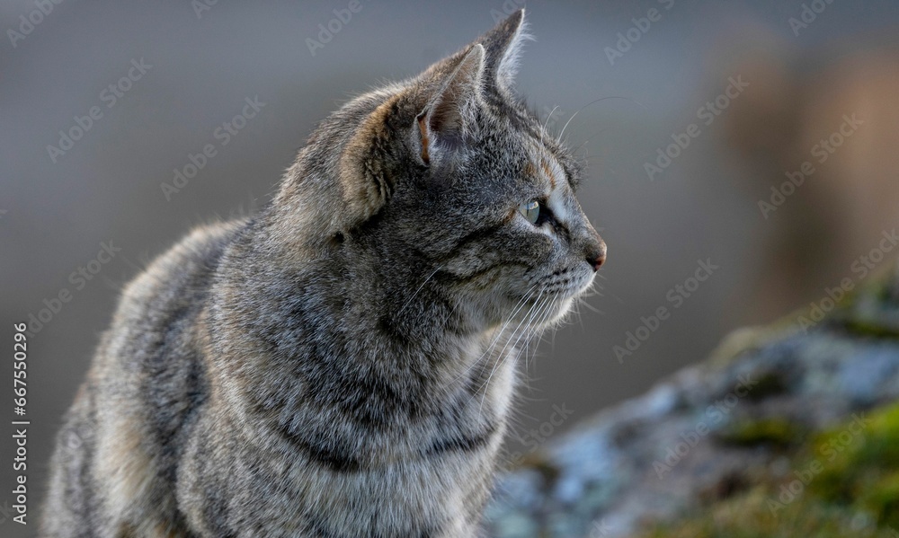 Beautiful Cat with gray stripes looking in profile. Cat on grass in foreground looking in profile.