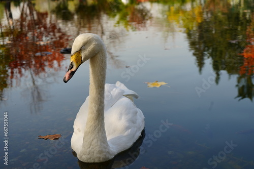 Sleeping swan on the water in autumn city park