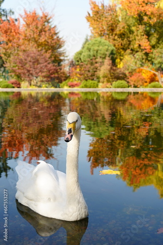 A white swan on the background of yellow, zezen, red bushes and trees swims in a pond