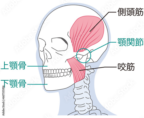 側頭筋と咬筋　顎関節の構造 photo