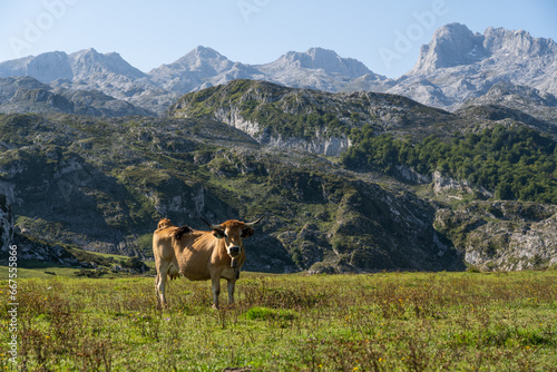Nature's Harmony: Grazing at the Foot of Giants