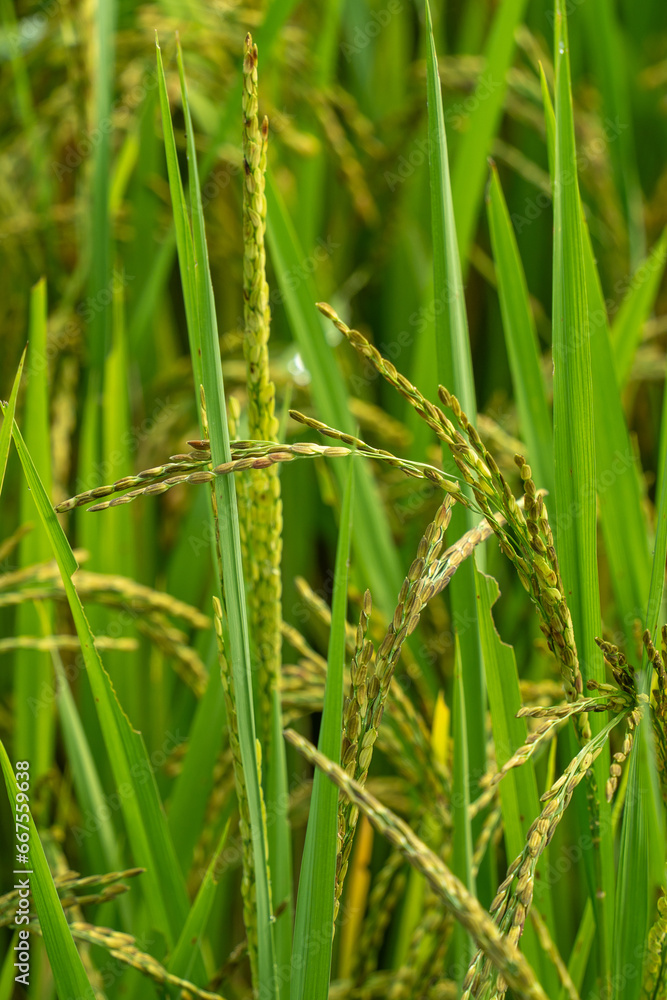 Close up to rice seeds in ear of paddy. Beautiful rice field and ear of rice. Dew drops on rice fields. Agricultural production background. In Cao Bang province, Vietnam, Asia Close up to rice seeds in ear of paddy. Beautiful rice field and ear of rice. Dew drops on rice fields. Agricultural production background. In Cao Bang province, Vietnam, Asia