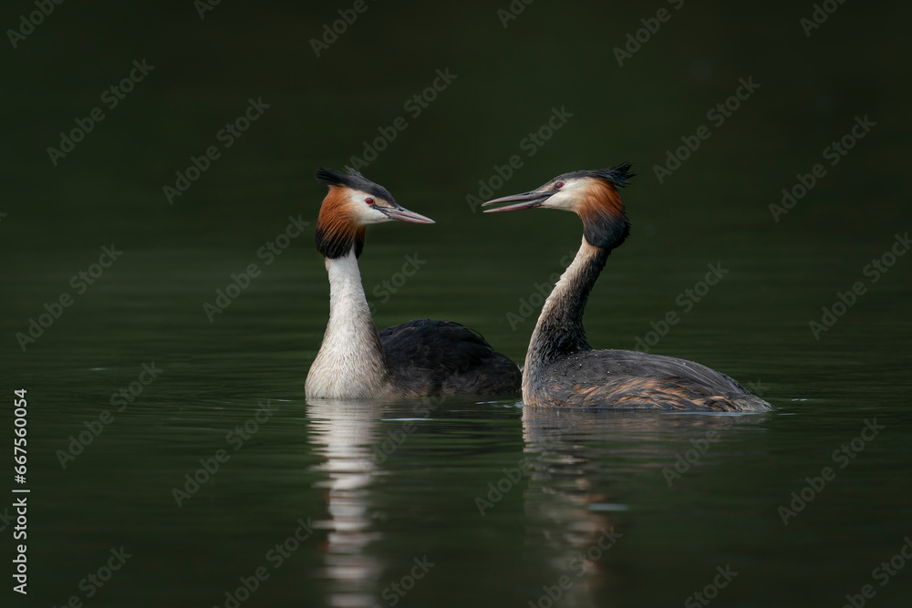 Two Great crested grebe (Podiceps cristatus) in mating season. Colorful water bird. Love birds. Gelderland in the Netherlands.  