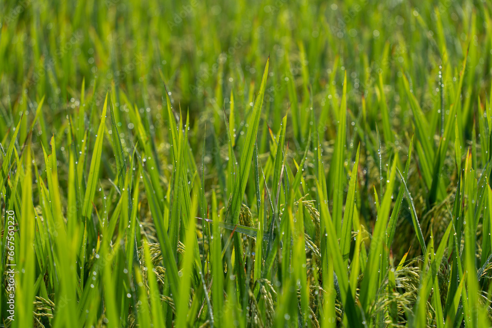 Close up to rice seeds in ear of paddy. Beautiful rice field and ear of rice. Dew drops on rice fields. Agricultural production background. In Cao Bang province, Vietnam, Asia