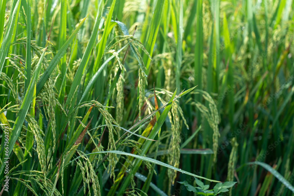 Close up to rice seeds in ear of paddy. Beautiful rice field and ear of rice. Dew drops on rice fields. Agricultural production background. In Cao Bang province, Vietnam, Asia Close up to rice seeds in ear of paddy. Beautiful rice field and ear of rice. Dew drops on rice fields. Agricultural production background. In Cao Bang province, Vietnam, Asia