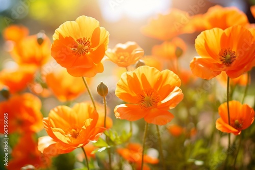 Close-up of vibrant orange flowers on blurred background. Floral backdrop. Generative AI