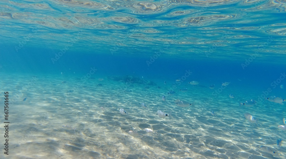 Underwater world on Crete in October 2023 Underwater world on Crete in October 2023