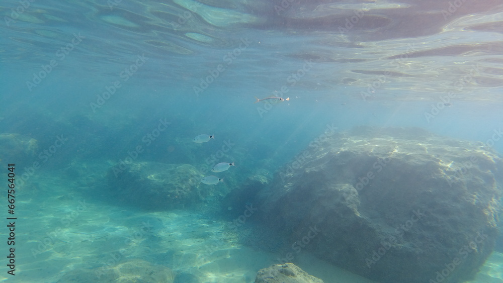 Underwater world on Crete in October 2023 Underwater world on Crete in October 2023