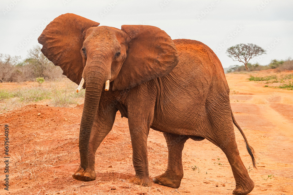 Obraz premium An African Elephant - Loxodonta Africana standing on a dirt road and looking at the camera at Tsavo East National Park in Kenya 