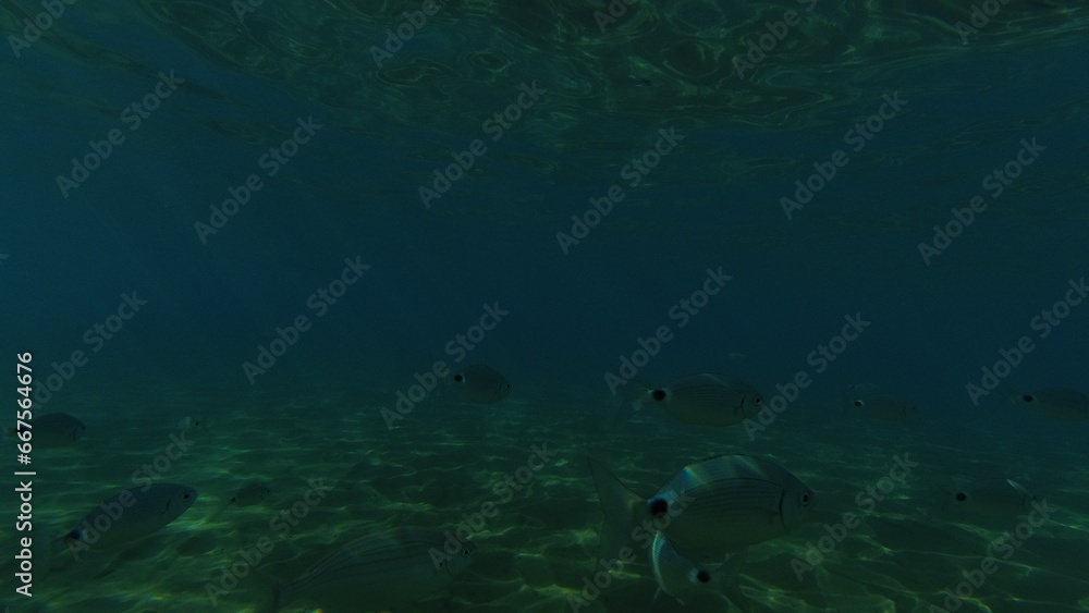 Underwater world on Crete in October 2023 Underwater world on Crete in October 2023