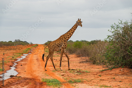 A reticulated giraffe in the wild at Tsavo East National Park, Kenya