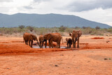 A herd of Elephants at a watering hole in Tsavo East National Park, Kenya