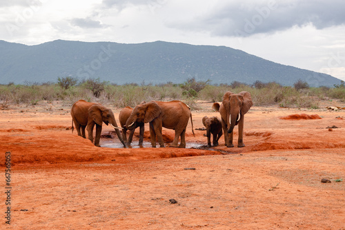 A herd of Elephants at a watering hole in Tsavo East National Park  Kenya