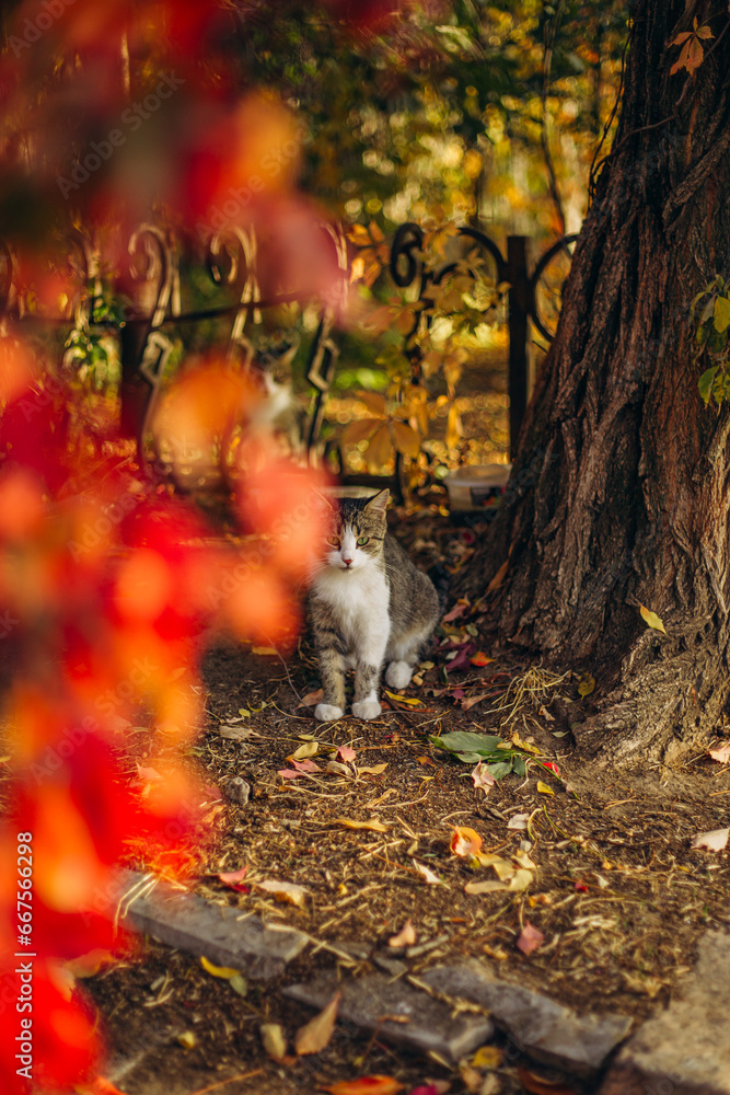 Fototapeta premium cat in autumn forest