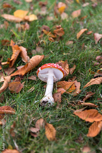isolated red fly amanita on grass in fall