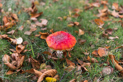 isolated red fly amanita on grass in fall