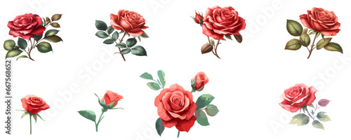 set red rose in watercolor, vector illustration isolated on white background