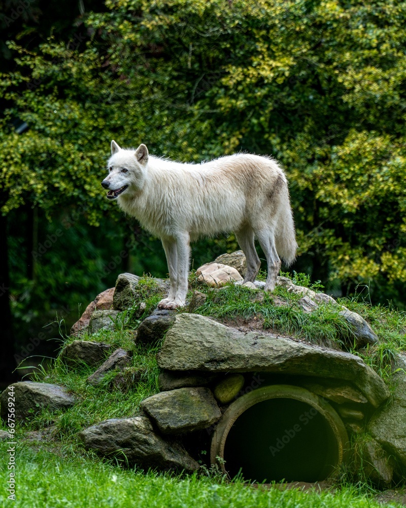 the dog stands on a pile of rocks by itself, staring the dog stands on a pile of rocks by itself, staring
