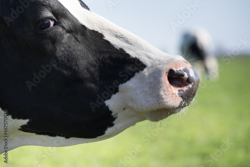 Side view with focus on the nose and eye of a black and white proud, arrogant and wary cow in a green pasture. Blurred grazing cow in background with blue sky