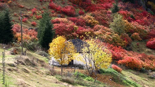 Autumn colors in the mountains
Autumn and flock of sheep in the mountains