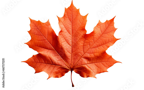 Maple Leaf Removed from the Transparent Background