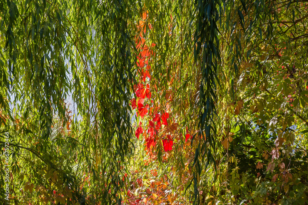 Background of willow branches and maiden grapes stems hanging down - obrazy, fototapety, plakaty 
