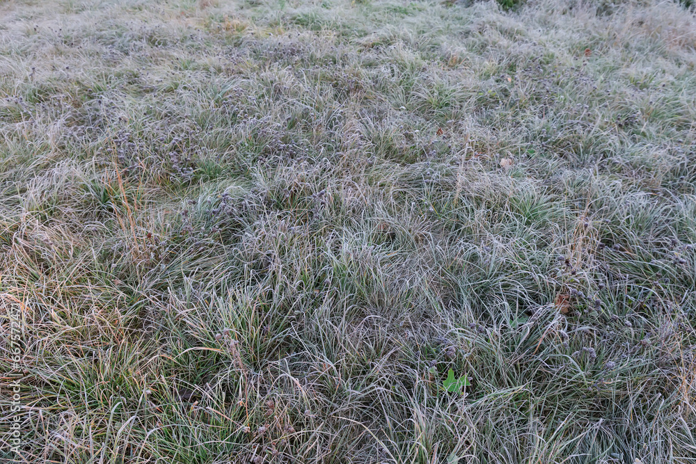 Different grass covered with hoarfrost on meadow in autumn morning Different grass covered with hoarfrost on meadow in autumn morning