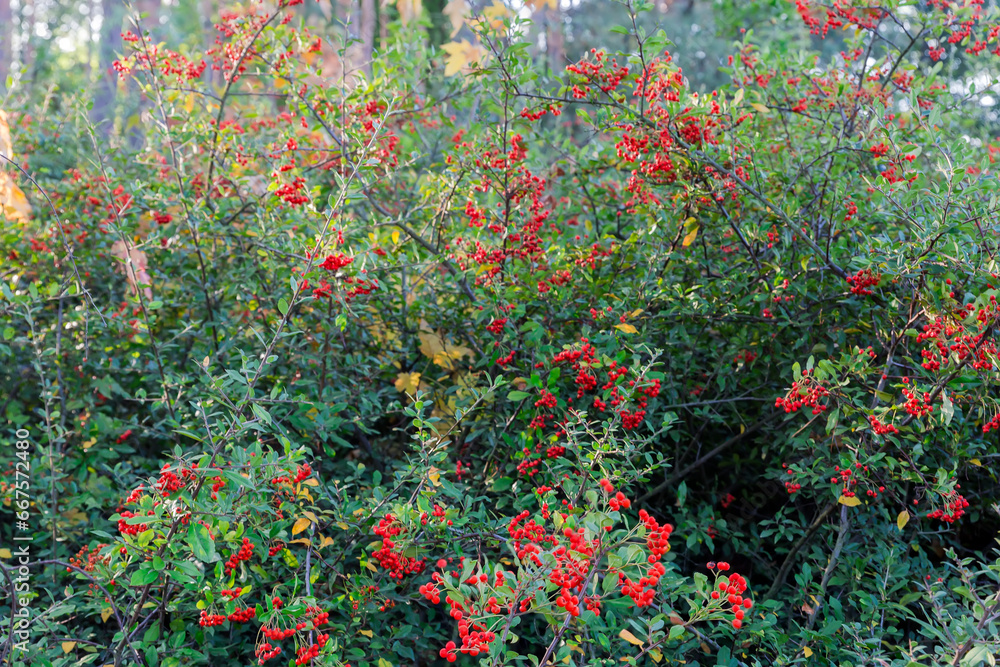 Bush of pyracantha with red berries and green leaves