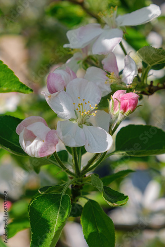 Close-up of apple blossoms in early summer with green leaves and blue sky in the background