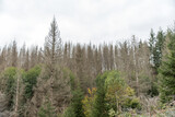dying trees forest dieback in german national park