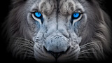 Close up of lion with blue eyes, black and white image
