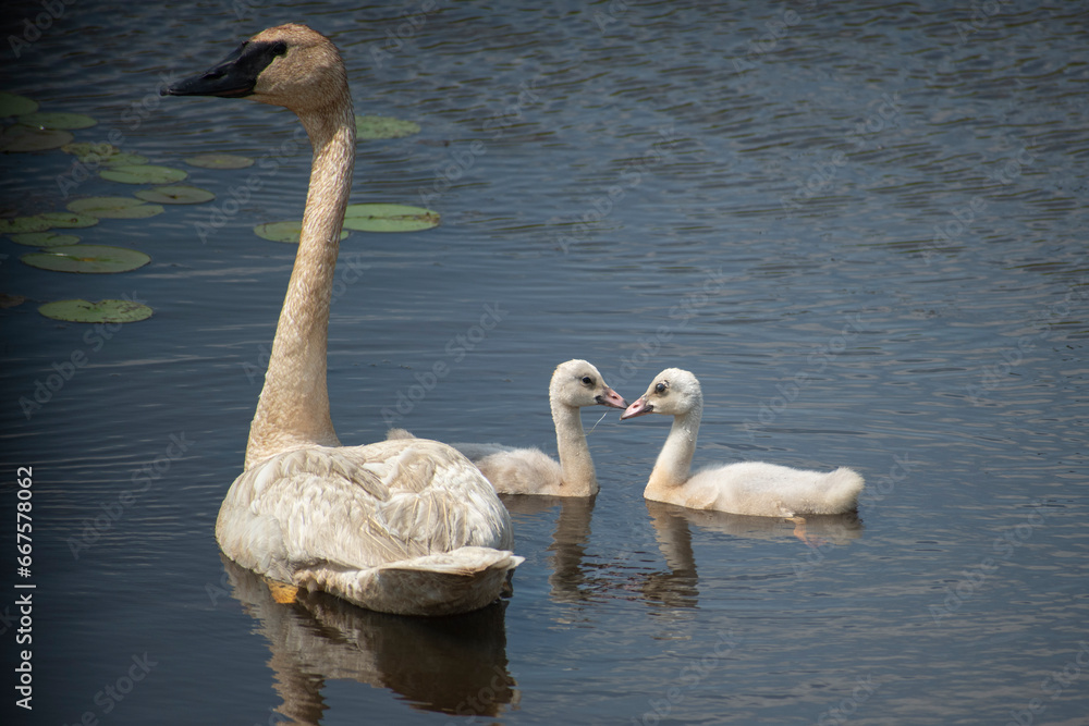 Obraz premium swan and cygnets