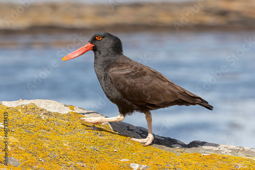 Foto Blackish Oystercatcher walking along a rocky shoreline