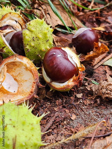 Leaves, fruit and chestnut seeds lying on the lawn on a cool autumn morning, Lodz, Poland.
