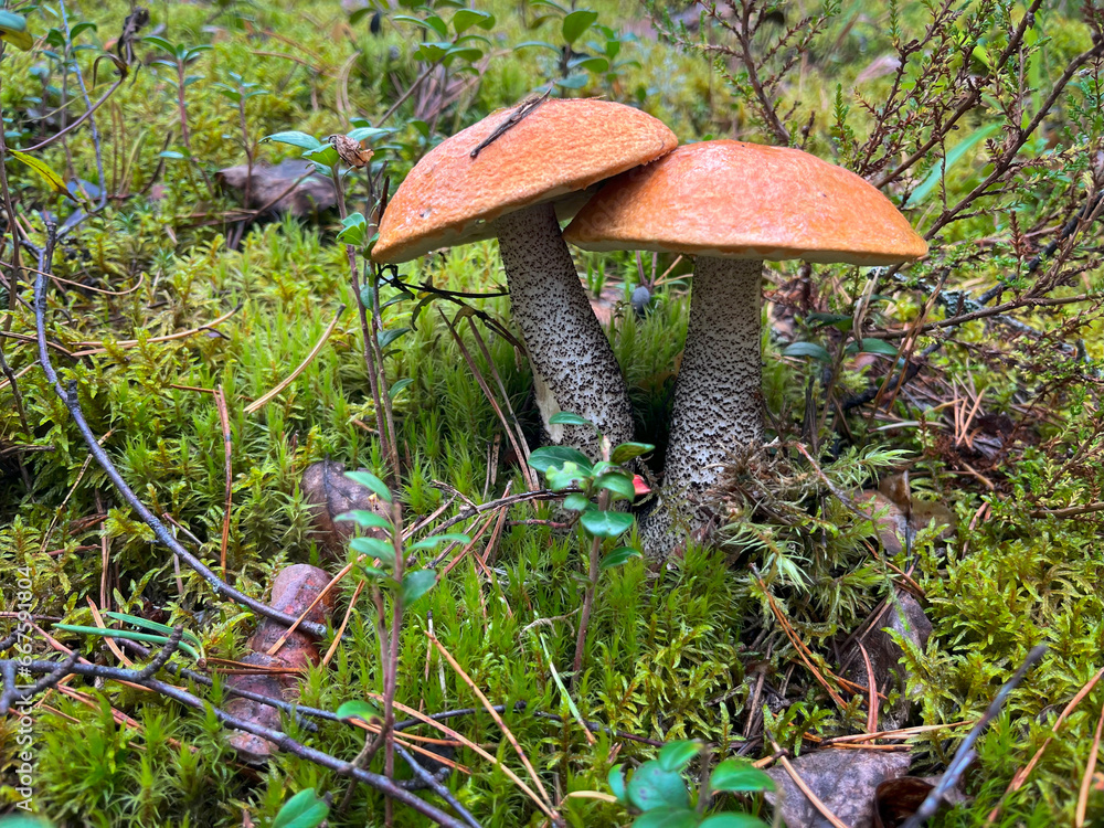 Fototapeta premium Edible mushrooms grow in the forest. Mushroom picking.