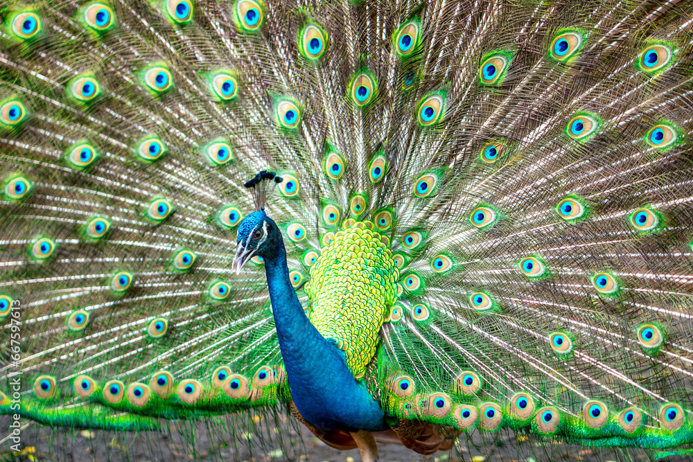 Naklejka premium Portrait of a elegant Indian male peacock bird displaying his beautiful feather tail in a public park