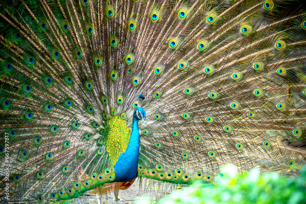 Naklejka premium Portrait of a elegant Indian male peacock bird displaying his beautiful feather tail in a public park