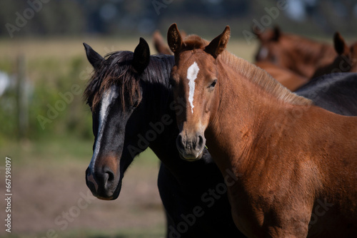 GREAT AND AMAZING HORSES OF ARGENTINA © Santa001