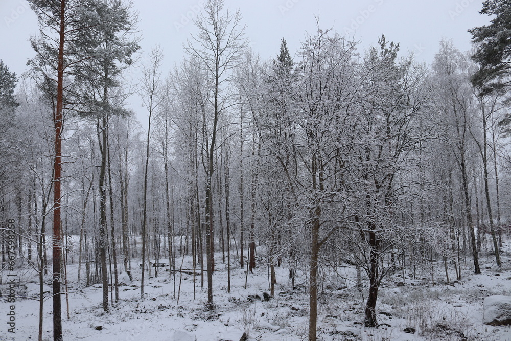 snow covered trees snow covered trees
