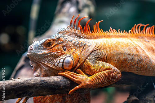 Common iguana portrait is resting in a public park. This is the residual dinosaur reptile that needs to be preserved in the natural world photo