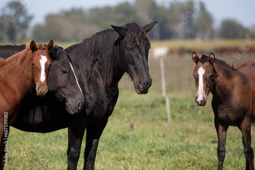 GREAT AND AMAZING HORSES OF ARGENTINA