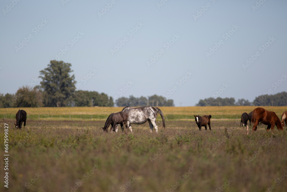 GREAT AND AMAZING HORSES OF ARGENTINA GREAT AND AMAZING HORSES OF ARGENTINA
