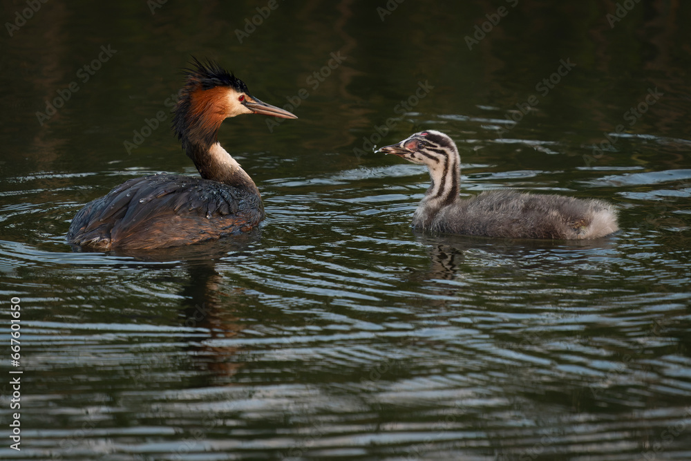 Great Crested Grebe, waterbird (Podiceps cristatus). Great crested grebe with youngster. Great Crested Grebe (Podiceps cristatus) feeding chicks.          