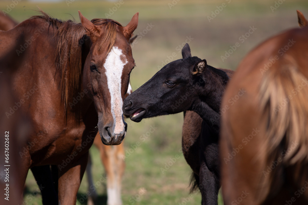 Obraz premium GREAT AND AMAZING HORSES OF ARGENTINA