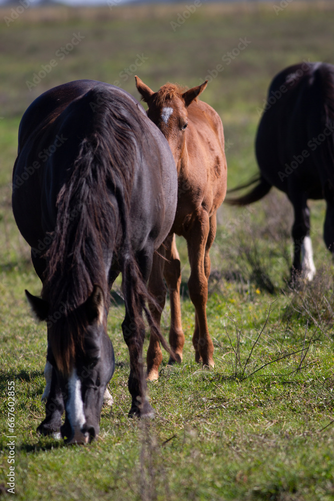 GREAT AND AMAZING HORSES OF ARGENTINA GREAT AND AMAZING HORSES OF ARGENTINA