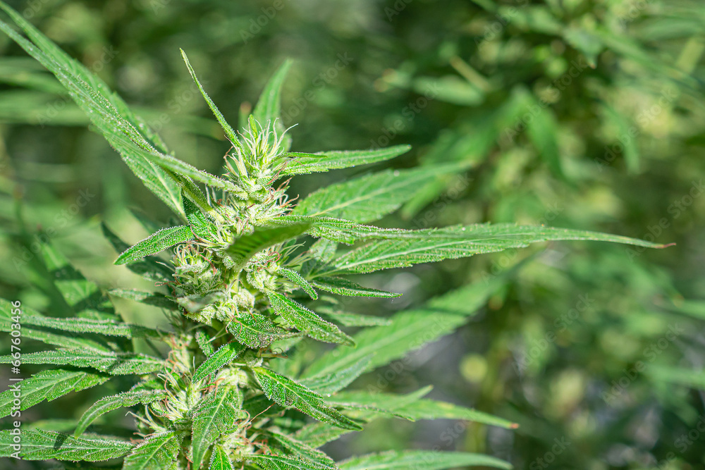 Close-up of lush green leaves in a thriving marijuana cultivation in an indoor cannabis farm. Close-up of lush green leaves in a thriving marijuana cultivation in an indoor cannabis farm.
