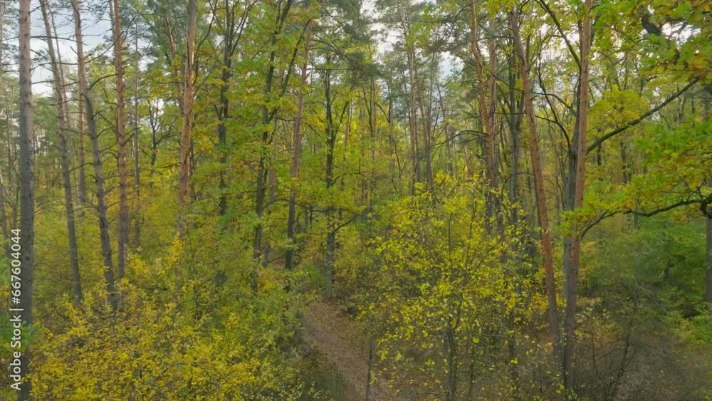 Wind leaves autumn summer green sun nature view tree forest Wind leaves autumn summer green sun nature view tree forest