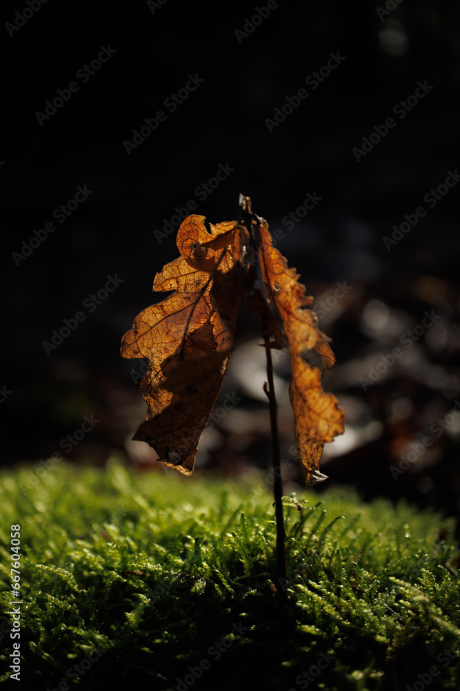 Fototapeta premium leaves on rock