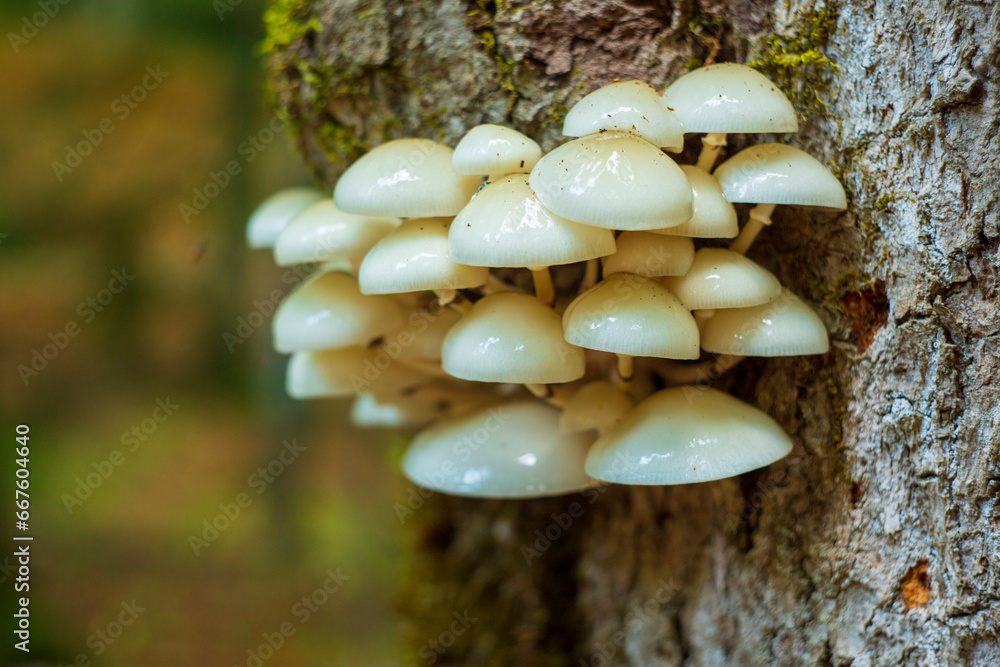 Fototapeta premium A massive cluster of toadstools on a tree trunk, nature's fascinating display of woodland life